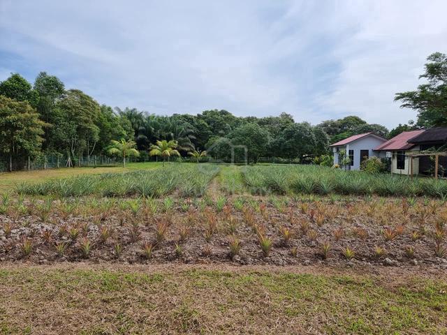 1.25 acres Orchard Farm, Nusa Dusun, Kuala Linggi  2