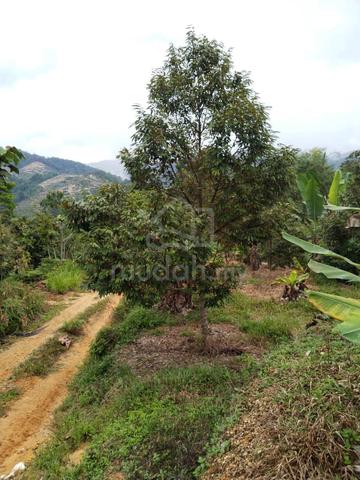 [FREEHOLD] 3.38 EKAR Dusun Musang King Sungai Cheroh 𝗥aub 𝗣ahang 1