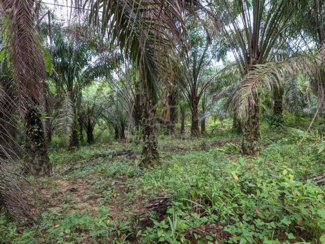 Tanah Kebun Sawit di Kg. Sg.Senang, mukim Jeneri, Sik untuk dijual. 1