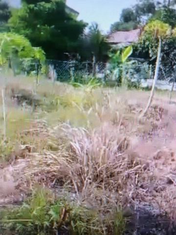 Ada sebidang tanah berukuran 6,000 kp untuk di jual satu kp RM65.00 5