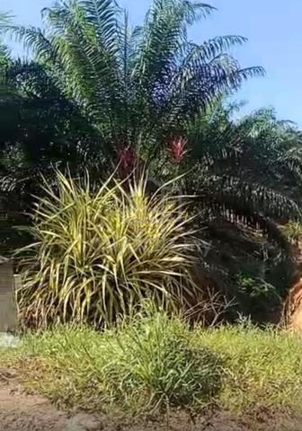 Attractive Agriculture Lland for Sale in Chamek, Kluang, Johor! 1