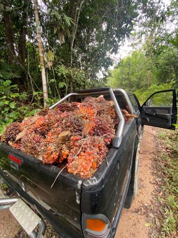 Tanah Sawit 6.7 ekar, kebun durian dan 3 kolam di Kuala Krai 1