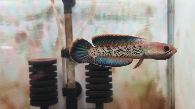 stewarti display 4 inch  - photo 3 of 3