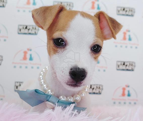 CLEVER JACK RUSSELL TERRIER PUPPY DOG wn2022 - Pets for sale in Old ...