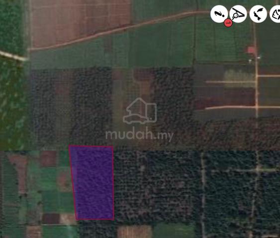Tanah Sawit Freehold Kawasan Pineapple Simpang Renggam 1