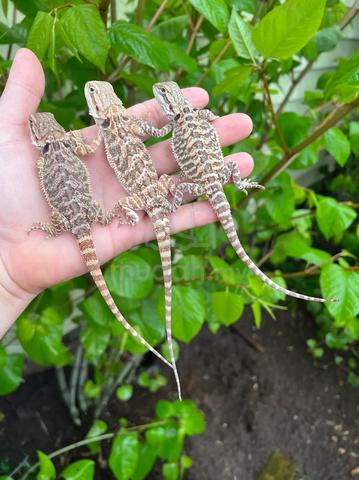 bearded dragon - photo 2 of 2