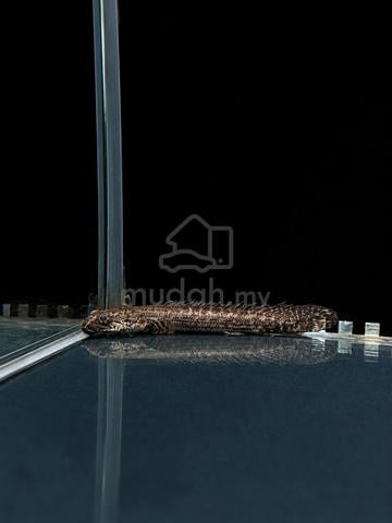 Carousel Image Selected