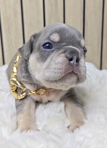 FRENCH BULLDOG PUPPIES VIP129🌻 boy lilac tan - photo 2 of 4