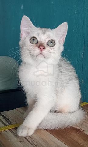 Kitten BSH Silver Male  - photo 2 of 2