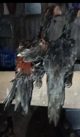 Carousel Image
