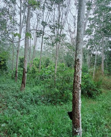 1 Ekar Tanah Pokok Getah Kg Tungku Tiga Segamat Johor 1
