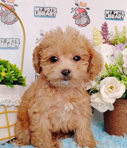 p51 fat poodle puppy dog - Pets for sale in Puchong, Kuala Lumpur