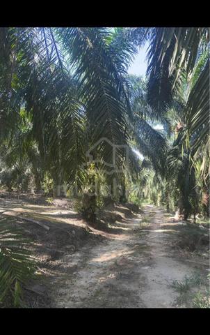 kebun sawit manong (cash sahaja) 1