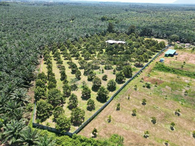 3.9 Acres Agriculture Land with Durian Orchard @ Merlimau, Melaka 1