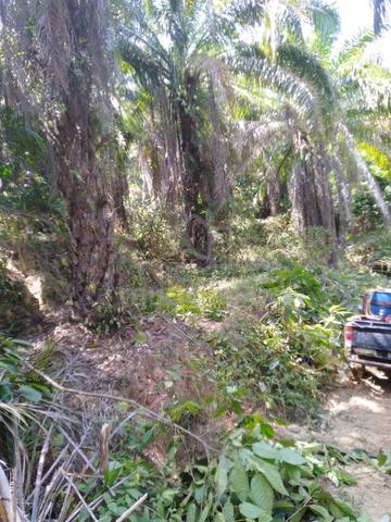 Pahang  1500  acre Full Planted Oil Palm Land  Leasehold 1