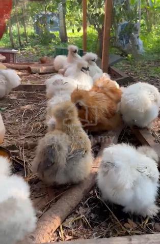 ayam silkie us silkie chicken - photo 3 of 6