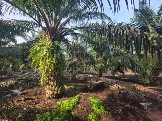 Pontian Ayer Baloi Beside Road 3.57 Acres Oil Palm Land 1