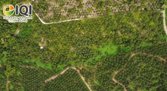 Oil Palm Plantation | Jalan Maria | Ranggu 1