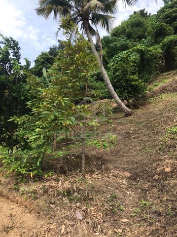 Freehold Agricultural Land For Sale – Jalan Penang Hill 1