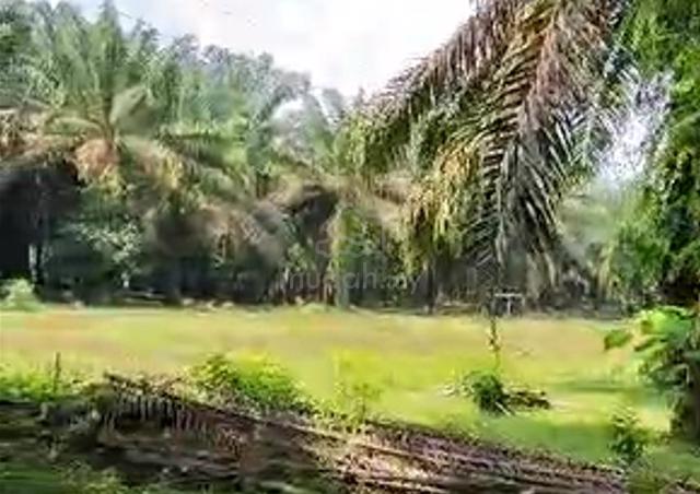 Banir Vacant Agricultural Land 1