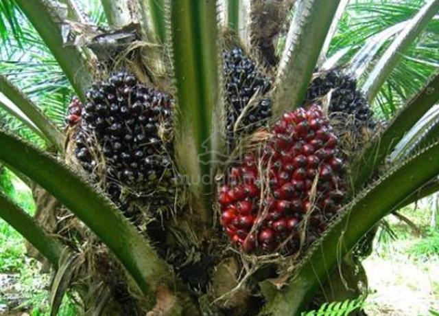 Agriculture land @ Palm Oil Plantation Negeri Sembilan 1
