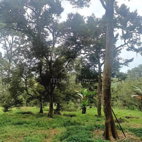 Durian Orchard For Sale in Bekok @ Segamat 1