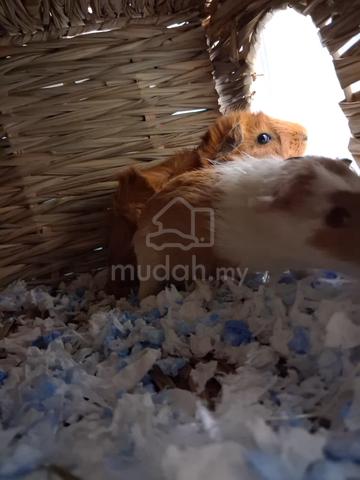 Guinea Pig  - photo 4 of 6