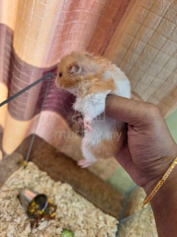 Carousel Image