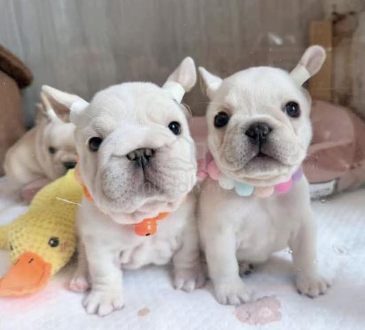 FRENCH BULLDOG PUPPIES VIP841🌻 Boy-Girl Cream - photo 3 of 3