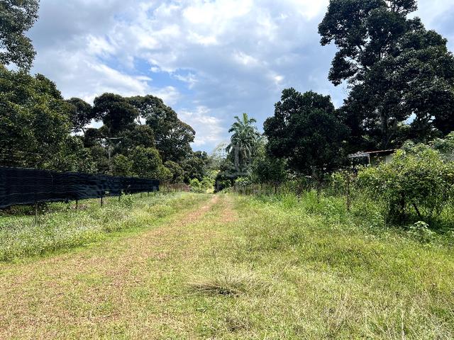 Multiple Agriculture Purpose Land (1 Acre) with Reserve Road for Sale 2