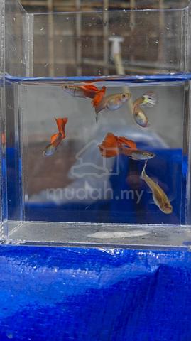Carousel Image