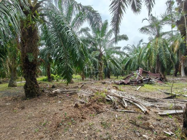 Land for sale 1