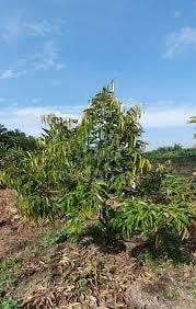 Tanah kebun Durian Bukit Diman, Ajil, Hulu Terengganu 1