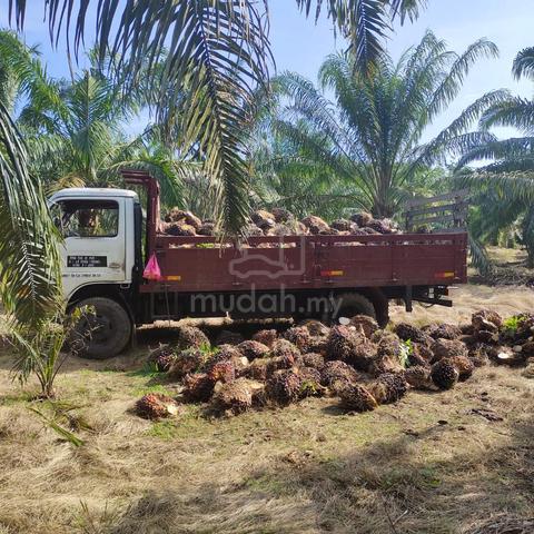 Oil Palm Plantation Land For Sale -Parit Yanni Tengah 1