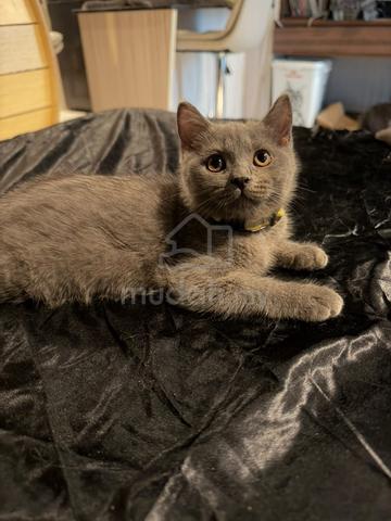 Male BSH British Shorthair Kittens - photo 3 of 6