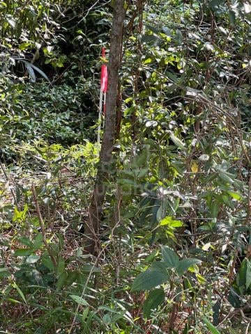 Land for sale 1