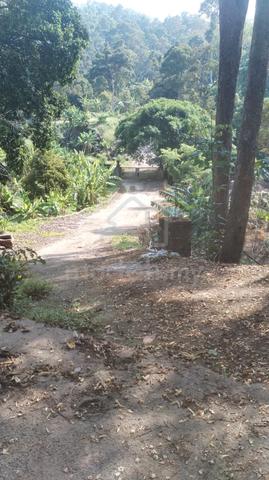 19.4 acres fruit farm in Balik Pulau sale 1