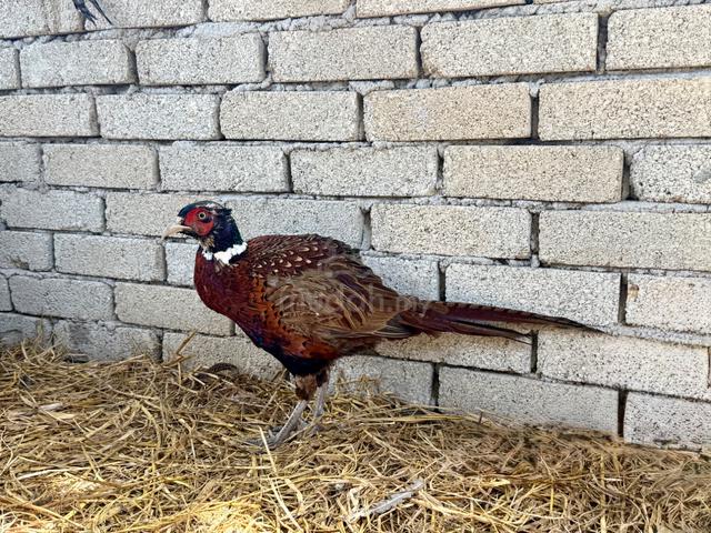 Burung kuang / ring neck pheasant - photo 3 of 5