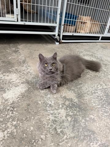 Super short Munchkin kitten - photo 3 of 4