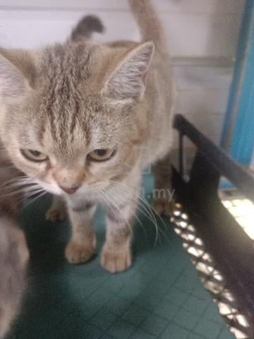 bsh - photo 2 of 5