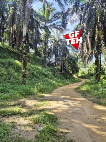 24.94 acre Agricultural Land | Hulu Ijok | Selama | Perak b 1