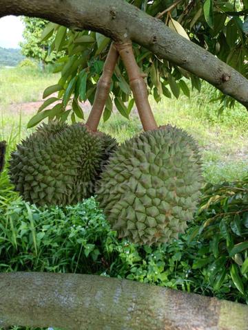 Gambang Durian Farm To Sell - Special Price Available 1