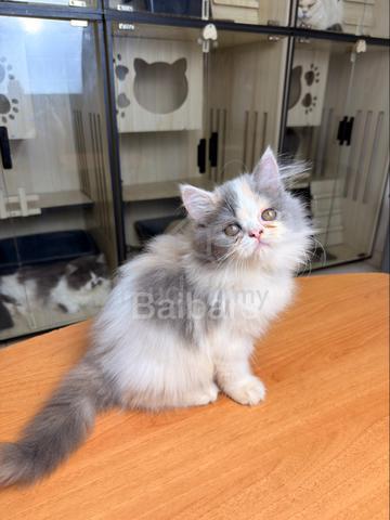 persian (DLH) - photo 2 of 6