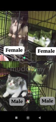 Bsh  - photo 2 of 5