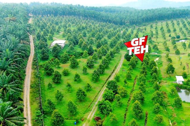 23.7 acre Agricultural Land | Durian Farm |Bandar Baharu Serdang Kedah 1