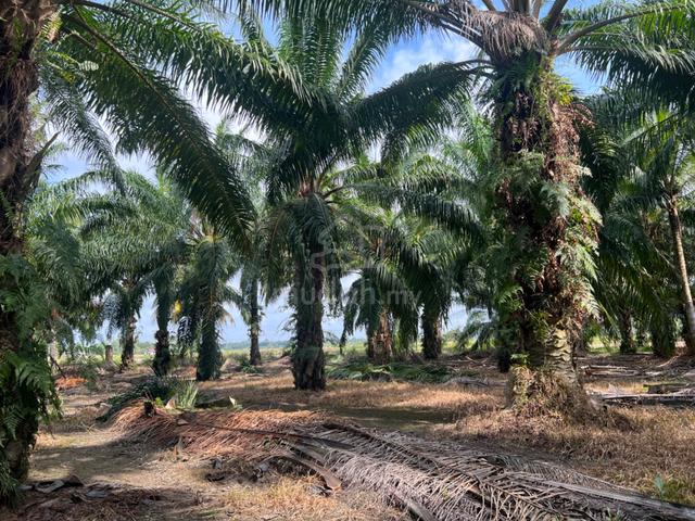 Tanah Kebun Hasil Sawit Tiap Bulan 1