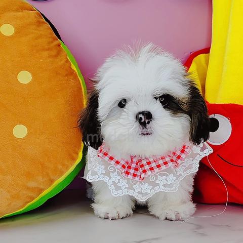 Carousel Image Selected