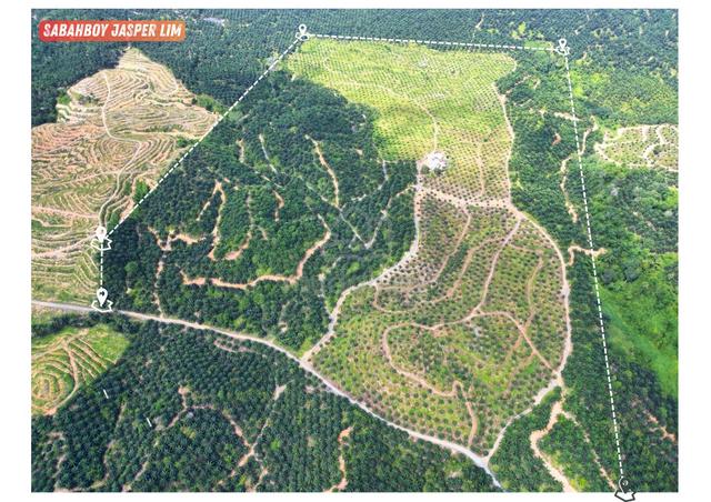Oil Palm Plantation [Replanted] Giram Kokos | Kunak 1