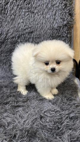 Female Pomeranian Puppy Cream White - photo 6 of 6