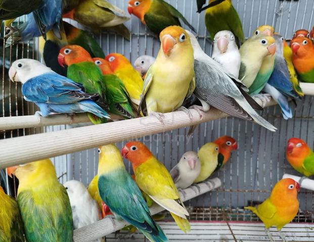 Burung lovebird fischer #nuricinta - photo 6 of 6